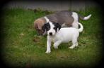 Jack Russell pups, Dieren en Toebehoren, België, Jack Russell Terriër, CDV (hondenziekte), 8 tot 15 weken