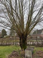 Gratis brandhout, Ophalen, Overige houtsoorten