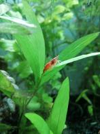 Vuurgarnalen red cherry Neocaridina, Dieren en Toebehoren