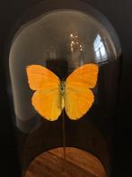 Véritable Papillon Exotique Phoebis Argante du Pérou globe, Collections, Insecte, Animal empaillé, Enlèvement ou Envoi, Neuf
