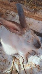 Duitse reus Sable
