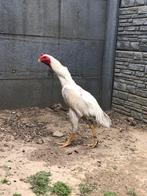 Witte shamo haan