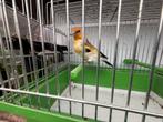 Distelvink, Ophalen