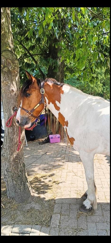 Lieve, gevoelige recreatie-ruin zoekt zijn 5 sterren huis, Dieren en Toebehoren, Pony's, Ruin, B, E pony (1.48m - 1.57m), Recreatiepony