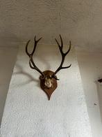 Trophée de cerf, Enlèvement, Comme neuf