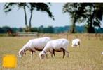 Scheren van schapen en alpaca's, Dieren en Toebehoren, Schapen, Geiten en Varkens
