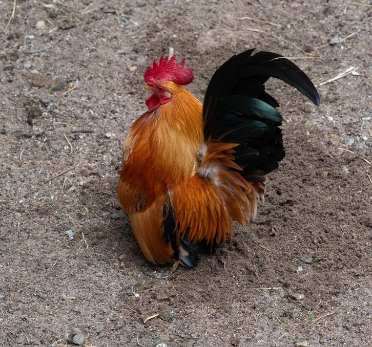 Sierhaantje (gratis), Dieren en Toebehoren, Pluimvee, Kip, Mannelijk