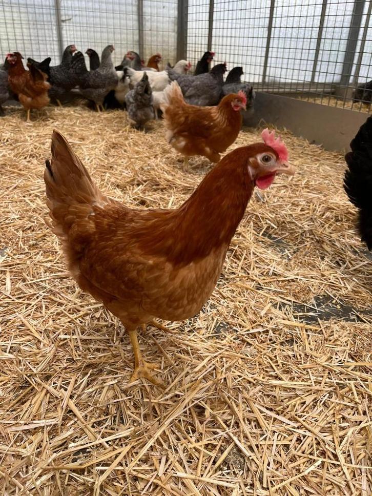 Ruime keuze legkippen in vele verschillende kleuren, Dieren en Toebehoren, Pluimvee, Kip, Vrouwelijk