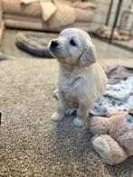 Golden retriever pups, Dieren en Toebehoren, Golden retriever, België, CDV (hondenziekte), 8 tot 15 weken