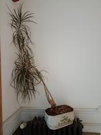 DRACAENA KAMERPLANT + PORSELEINEN POT, Huis en Inrichting, Kamerplanten, Ophalen, Ficus, 100 tot 150 cm, Halfschaduw