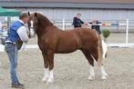 welsh sectie C ponys te koop, Étalon, Poney C (1.27 m à 1.37m), Avec pedigree