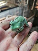 Groupes de 7 rainette de white, Dieren en Toebehoren, Reptielen en Amfibieën