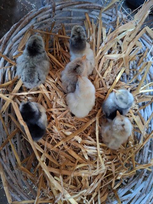 Kriel met kuikens, Dieren en Toebehoren, Pluimvee, Kip, Meerdere dieren