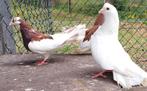 Duiven., Dieren en Toebehoren