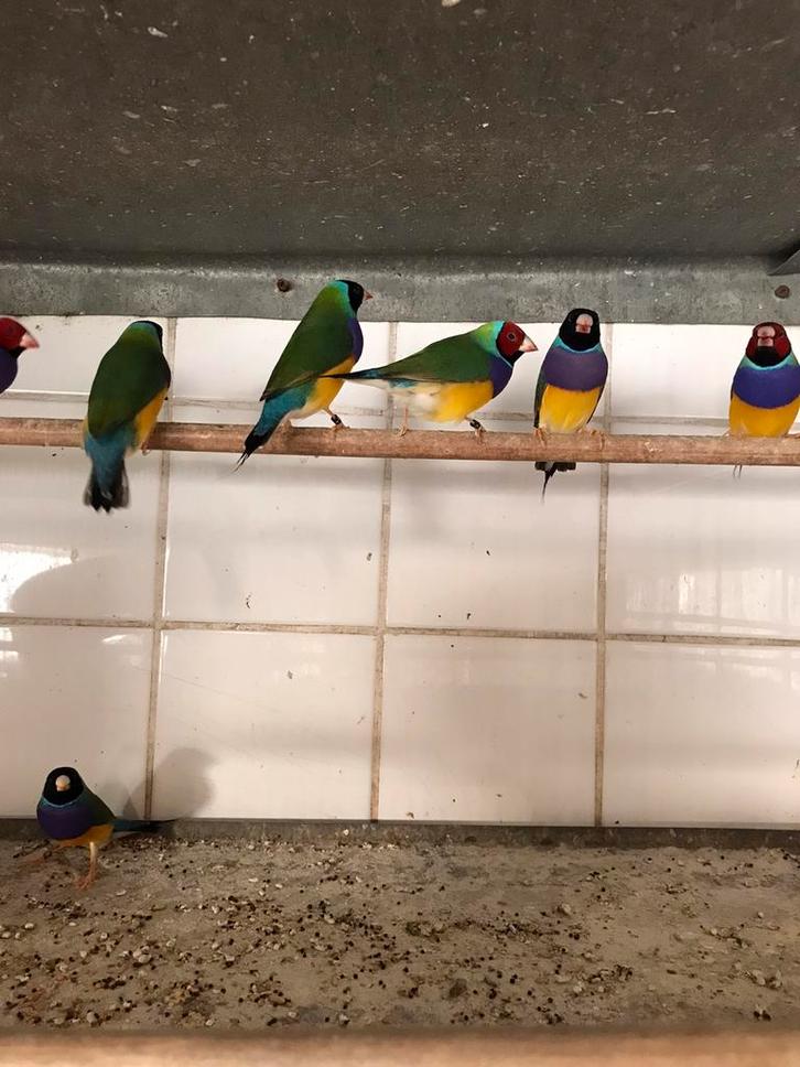 Kanaries en parkieten, Dieren en Toebehoren, Vogels | Kanaries