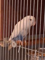 Agapornis roseicollis halfside, Dieren en Toebehoren
