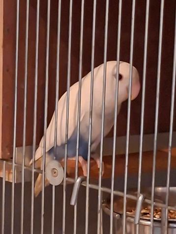 Agapornis roseicollis halfside beschikbaar voor biedingen