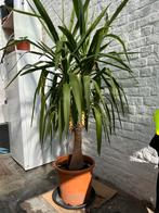 Yucca Elephantipes, Tuin en Terras, Planten | Tuinplanten, Ophalen