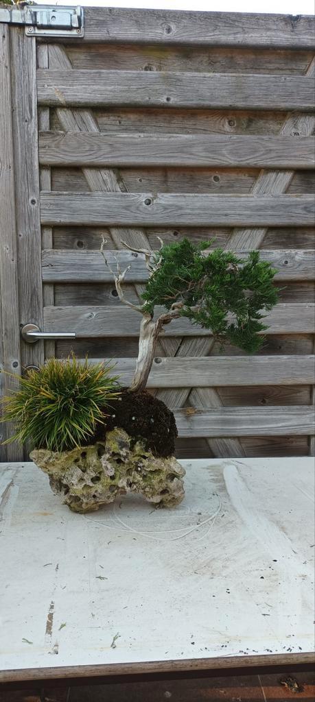 Juniperus sabina pre bonsai, Tuin en Terras, Planten | Bomen, Ophalen of Verzenden