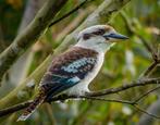 Kookaburras