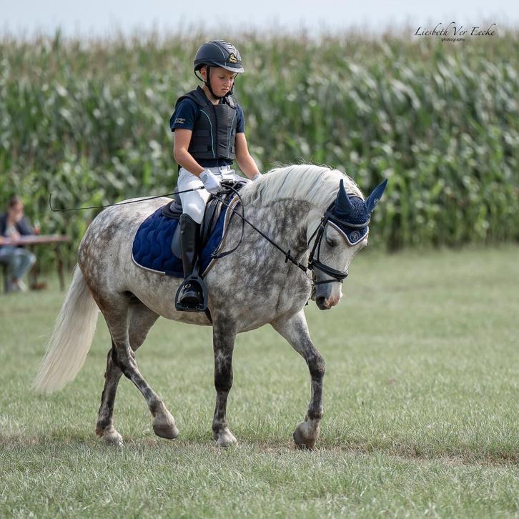 Brave C-pony 1m33, Dieren en Toebehoren, Pony's, Merrie, B, C pony (1.27m tot 1.37m), Recreatiepony, 11 jaar of ouder, Gechipt