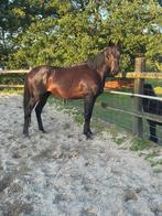 Knappe 4j ruin te koop, Dieren en Toebehoren, Ruin, Zadelmak
