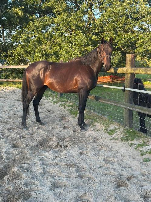 Knappe 4j ruin te koop, Dieren en Toebehoren, Paarden, Ruin, Zadelmak