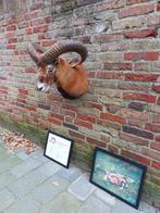 Opgezette kop moeflon met diploma en foto taxidermie schedel, Verzamelen, Dierenverzamelingen, Ophalen, Wild dier, Gewei of Kop