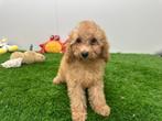 Middenslag Poedel pups, Dieren en Toebehoren, Poedel, België, 8 tot 15 weken, CDV (hondenziekte)