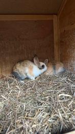 Dwergkonijntjes, Dieren en Toebehoren, Konijnen, Meerdere dieren, Dwerg, 0 tot 2 jaar