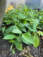 Paw paw, Tuin en Terras, Planten | Tuinplanten, Ophalen, Vaste plant, Halfschaduw, Zomer