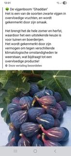Ficus carica vijgenboompjes ghaddan , ghoudanne, Ophalen, Vijgenboom