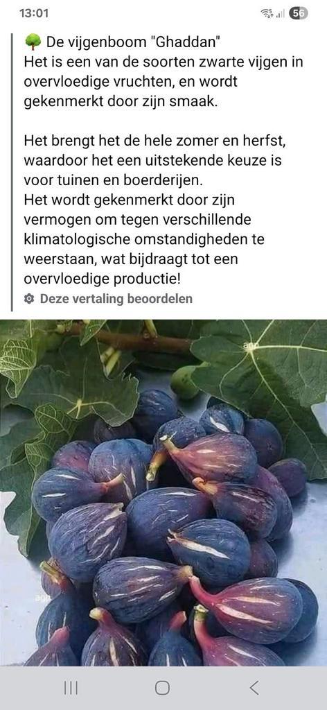 Ficus carica vijgenboompjes ghaddan , ghoudanne, Tuin en Terras, Planten | Fruitbomen, Vijgenboom, Ophalen