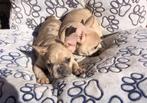Franse bulldog pups, 15 weken tot 1 jaar, Buitenland, CDV (hondenziekte), Bulldog
