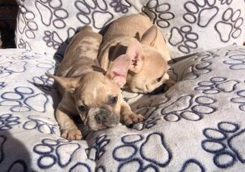 Chiots bouledogue français, 15 semaines à 1 an, Étranger, Parvovirose, Plusieurs animaux