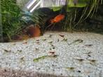 Crevettes aquarium