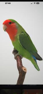 Mooi koppeltje roze collie, Dieren en Toebehoren, Dwergpapegaai of Agapornis
