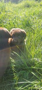 Chiots en chocolat du Labrador, Animaux & Accessoires, Labrador retriever, Plusieurs, Parvovirose, Belgique