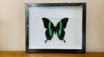 Papilio blumei in 3d lijst, Ophalen of Verzenden