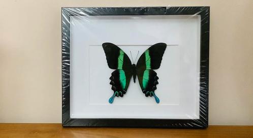 Papilio blumei in 3d lijst, Verzamelen, Dierenverzamelingen, Ophalen of Verzenden
