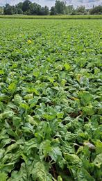 Betterave fourragère, Enlèvement