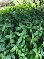 schaduwplant Pilea Petiolaris, Jardin & Terrasse, Plantes | Jardin, Pleine ombre, Autres espèces, Enlèvement ou Envoi, Été