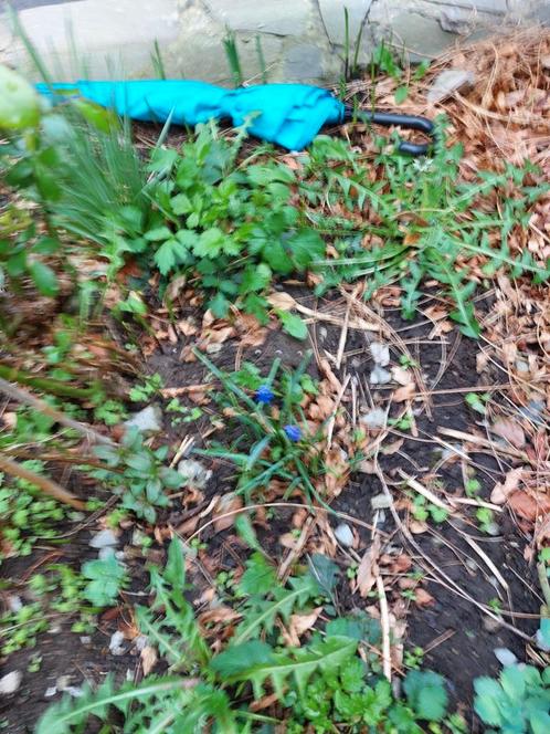 À DONNER DIFFÉRENTES PLANTES, Tuin en Terras, Planten | Tuinplanten, Ophalen