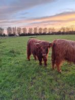 Schotse hooglander stier, Dieren en Toebehoren, Runderen