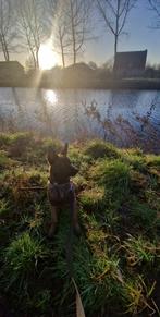 Mechelse herder pup, Reu, 4maand, Dieren en Toebehoren, Honden | Herdershonden en Veedrijvers, België, Particulier, 15 weken tot 1 jaar