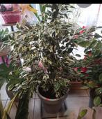 Ficus plant groot 35€, Jardin & Terrasse, Enlèvement