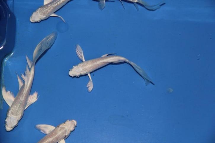Vlinderkoi aan huis geleverd!, Dieren en Toebehoren, Vissen | Vijvervissen, Karper of Koi