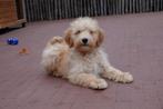 Prachtige abrikoze medium goldendoodle pups, Dieren en Toebehoren, België, Overige rassen, 8 tot 15 weken, CDV (hondenziekte)