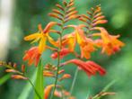 crocosmia, ooievaarsbek, iris, scharnierbloem, Ophalen, Vaste plant