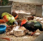 RourRouls, Dieren en Toebehoren